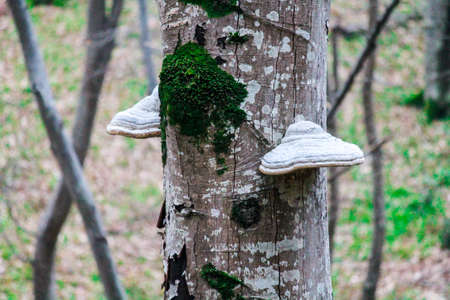  A forest without people. Green trees, grass and moss, wildlife, a place for travel and hiking. The concept of clean nature, healthy lifestyle. Selective focuse. High quality photoの写真素材