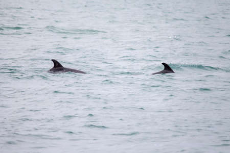 Dolphins swim in the sea. Dolphin family swimming together in the blue ocean. Selective focusの写真素材
