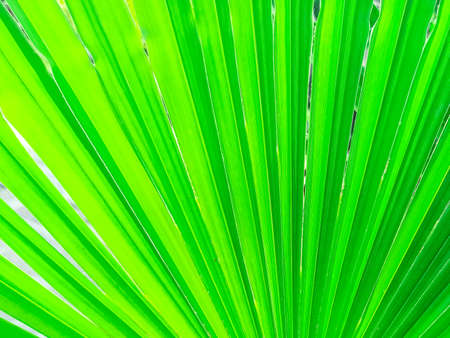 Trachycarpus palm leaf background. Tropical palm leaves. Concept summer holidays, vacation and relaxation, sea and beach. Close upの写真素材