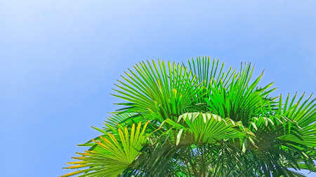 Palm tree in the sunshine against a blue sky. Concept summer, holidays, vacation, sea, beach, relaxation. Copy spaceの写真素材