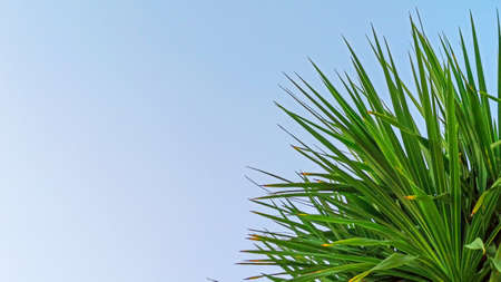 Palm leaves on blue sky background. Leaves of palm tropical large clan. The concept of summer rest and relaxationの写真素材