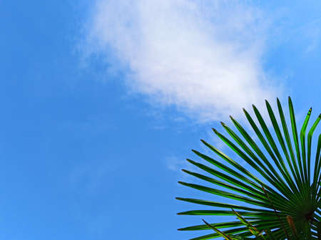 Tropical palm leaves on blue sky background. Concept summer, holidays, vacation, sea, beach, relaxation. Copy spaceの写真素材