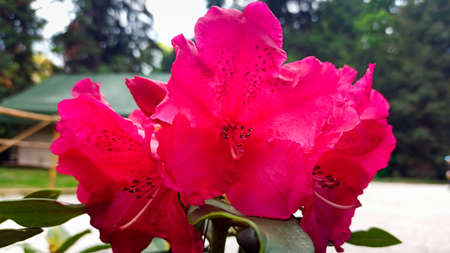 red azalea flower close-up in the parkの写真素材