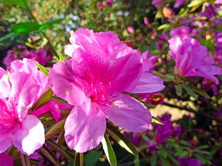 rhododendron flower blooms on a bush in springの写真素材