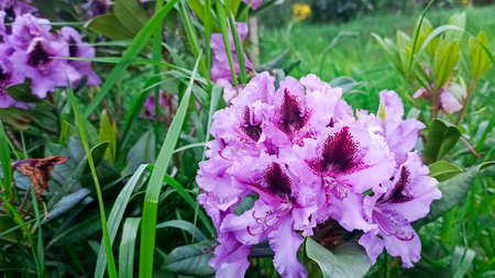 azalea lilac flower close-up in the park. japanese spring gardenの写真素材