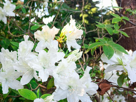 azalea flowers blooming in the park. japanese spring gardenの写真素材