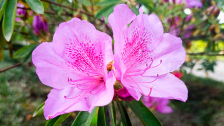 azalea flower close-up in the park. japanese spring gardenの写真素材