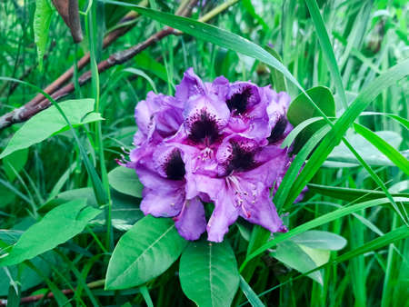 azalea lilac flower close-up in the park. japanese spring gardenの写真素材