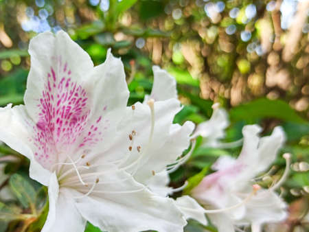 azalea white flower close-up in the park. macro flowerの写真素材