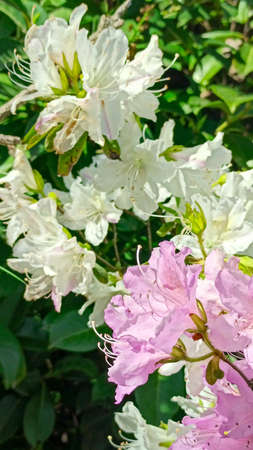 azalea flowers bloom in the spring gardenの写真素材