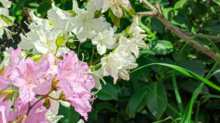 rhododendron flower blooms on a bush in springの写真素材