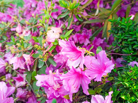 rhododendron flower blooms on a bush in springの写真素材
