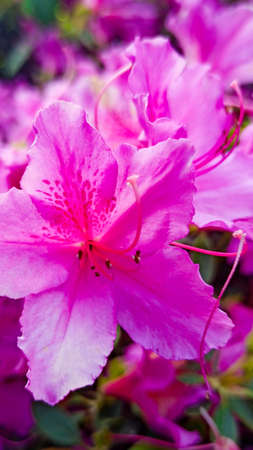 azalea pink flower close-up in the park. japanese spring gardenの写真素材