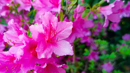 rhododendron flower blooms on a bush in springの写真素材
