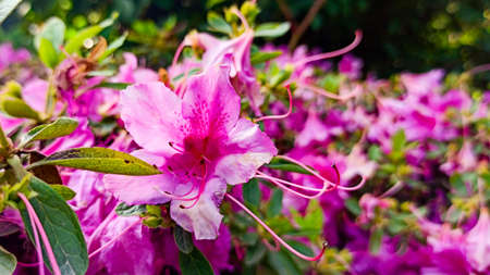 azalea flowers close-up in the spring gardenの写真素材