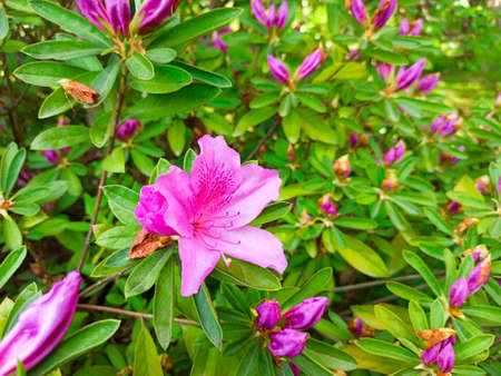 pink azalea flower close-up. japanese spring gardenの写真素材