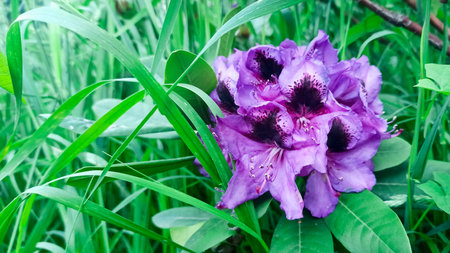 beautiful rhododendron liliac flowers in the park on a background of green grass close upの写真素材