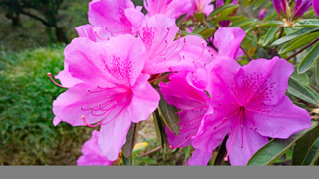 azalea flower blooms on a bush close-up in a park on a green backgroundの写真素材