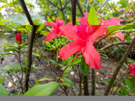 red azalea flowers close-up in the park. tropical flowers in springの写真素材