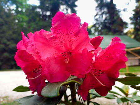 red azalea flowers close-up in the park. tropical flowers in springの写真素材