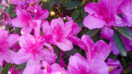 azalea flowers blooming in the park in summerの写真素材