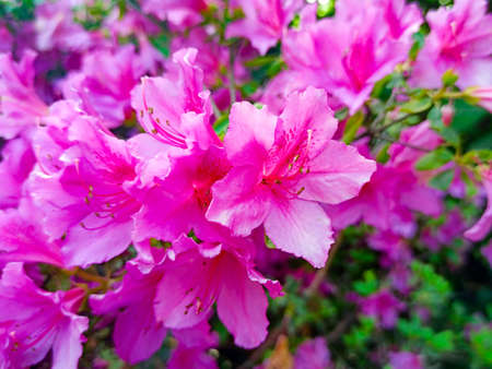 azalea flower in the park in spring gardenの写真素材