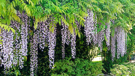 wisteria blossoms in the park background. lilac creeper flowers bloom in springの写真素材