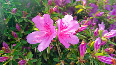 pink azalea blooms on a green background. tropical flower grows in a tropical gardenの写真素材