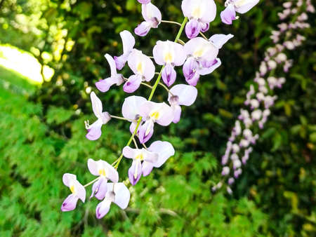 wisteria flowers close-up blurred background in the parkの写真素材