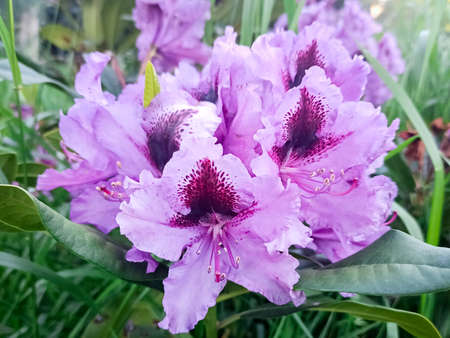 azalea blooms on a green background in the park. lilac tropical flowerの写真素材