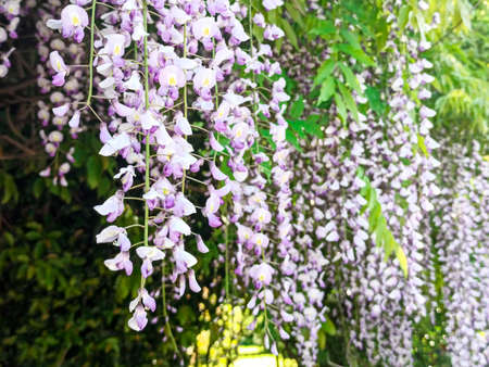 long wisteria flowers grow in the park background. lilac flowers hang down in bloom in springの写真素材