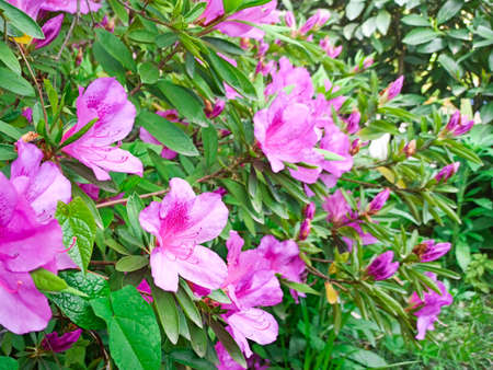 rhododendron flower blooms on a bush in springの写真素材