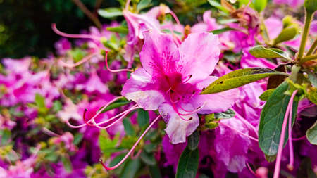 rhododendron flower blooms on a bush in spring. High quality photoの写真素材