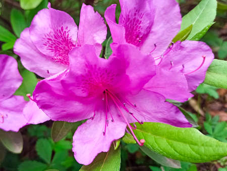 azalea flowers on a tree close-up on a green backgroundの写真素材