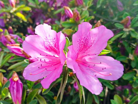 azalea blooms on a bright sunny day. tropical flower in the parkの写真素材