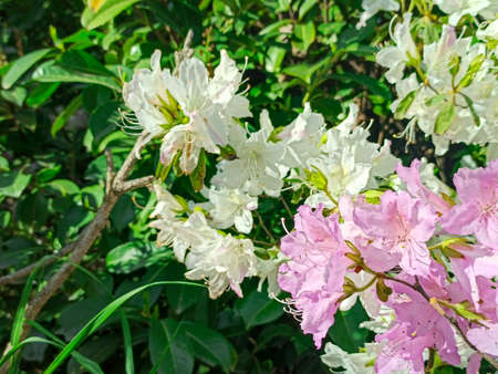 azalea blooms on a green background. tropical flower grows in a tropical gardenの写真素材