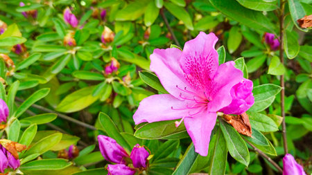 pink azalea flower on a green background. tropical flowerの写真素材