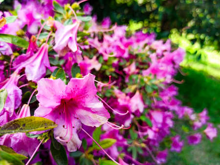 pink azalea flowers close-up in the park. japanese spring garden blurの写真素材