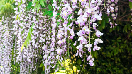 wisteria blossoms in the park background. lilac creeper flowers bloom in springの写真素材