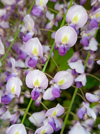 lilac wisteria flower macro close-up on a green backgroundの写真素材