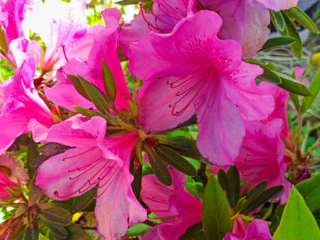 azalea flowers bloom on the background. tropical flowers grow on a tree in the parkの写真素材