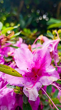 pink azalea blooms on a green background. tropical flower grows in a tropical gardenの写真素材