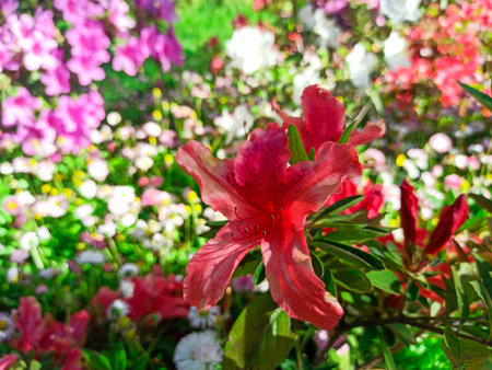 azalea blooms on a flower background. tropical flower grows in a tropical gardenの写真素材