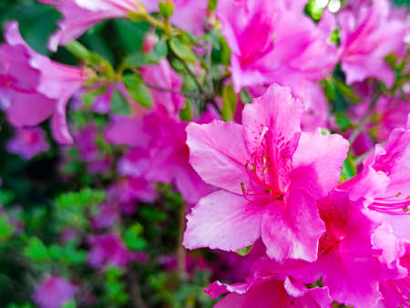 beautiful azalea flower close-up in the park. macro spring gardenの写真素材