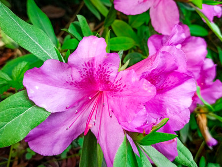 rhododendron flower blooms on a bush in springの写真素材