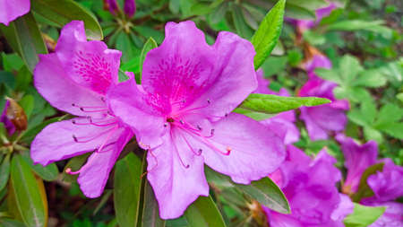 azalea blooms in a blurred background. tropical flower grows in a tropical gardenの写真素材
