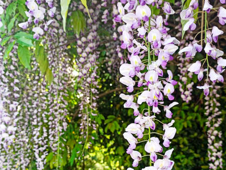 wisteria blossoms in the park background. lilac creeper flowers bloom in springの写真素材