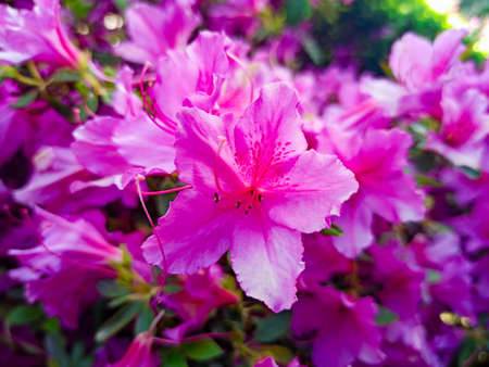 pink azalea flower close-up on blur background. tropical flowerの写真素材
