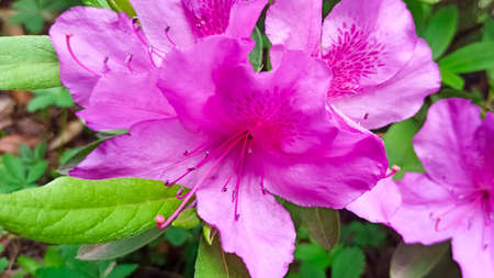 pink azalea blooms on a green background. tropical flower grows in a tropical gardenの写真素材