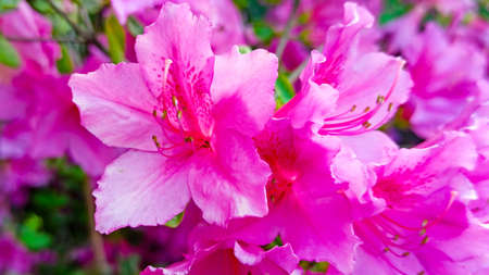 rhododendron flower blooms on a bush in spring. azalia pink flowerの写真素材